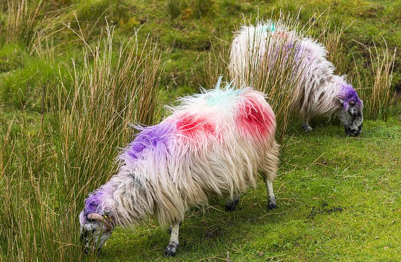 Irish Sheep (Ireland) by Marcel Kerdijk