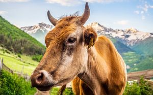 Vache dans le Caucase en Géorgie