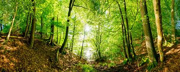 Forest in the Eifel region by Günter Albers