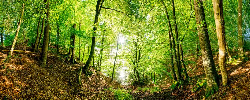 Bos in de Eifel van Günter Albers