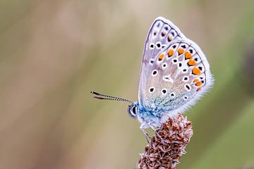 Icarus Blauwtje (vlinder) van Hilda booy