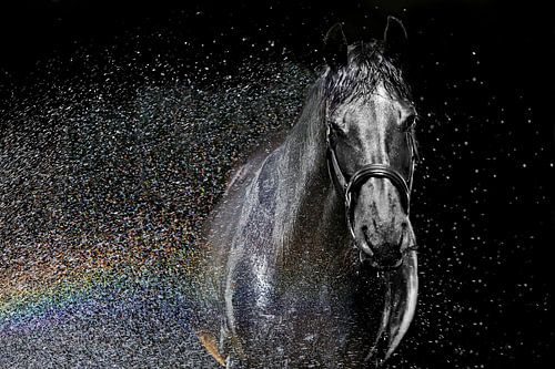 Friese merrie in regenboog