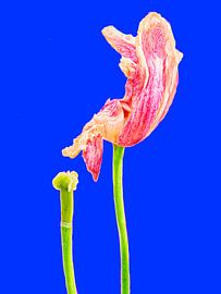 TULP IN VERVAL - BLUE (ALEXX FAASSE, 2016)