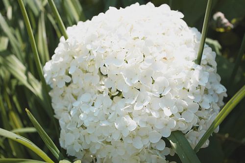Witte Hortensia