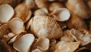 Seashells close up panorama