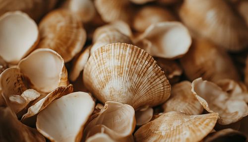 Zeeschelpen close up panorama