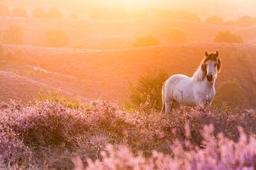 Islandpony bei Sonnenaufgang auf der Posbank von Stijn Smits