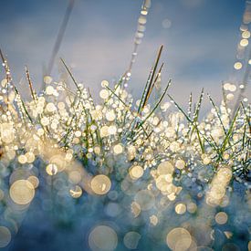 Dewdrops with bokeh in the grass at sunrise by Fotografiecor .nl