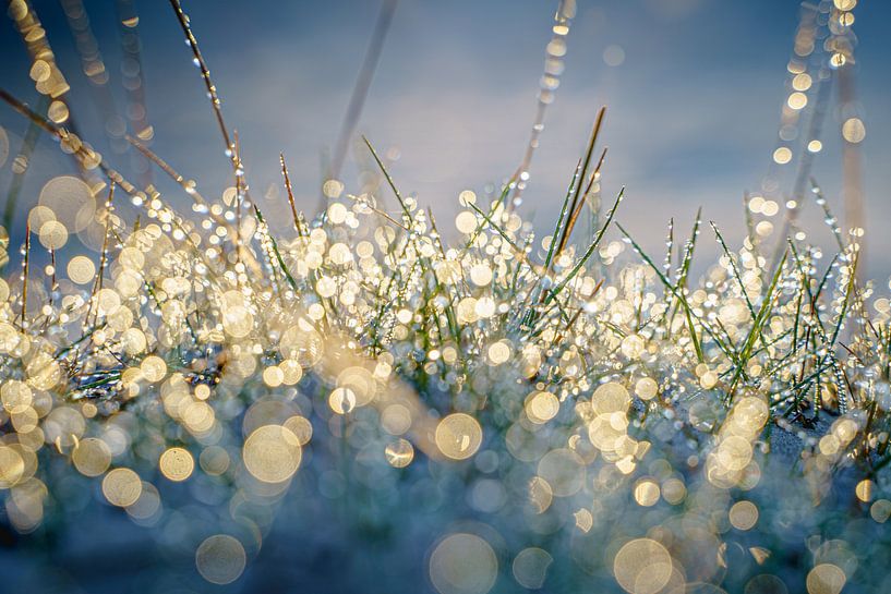 Dewdrops with bokeh in the grass at sunrise by Fotografiecor .nl