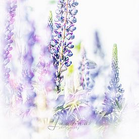 Lupine van Judith Veenstra