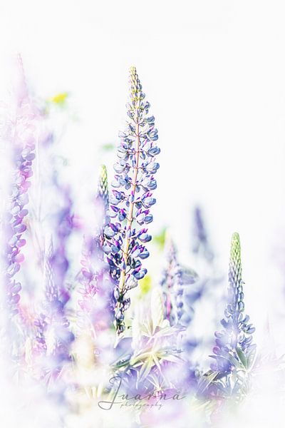 Lupin par Judith Veenstra