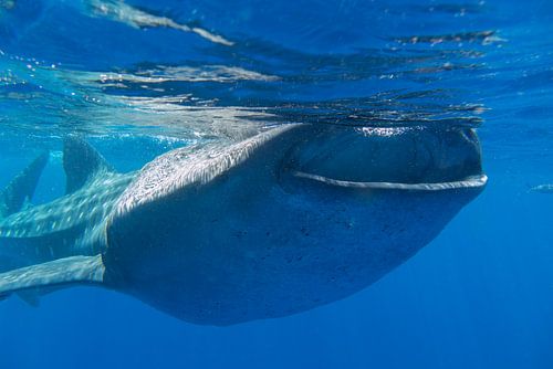 Whaleshark in Mexico