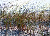 helmgras in de duinen op Langeoog