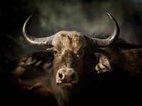 Afrikaanse buffel aan de muur
