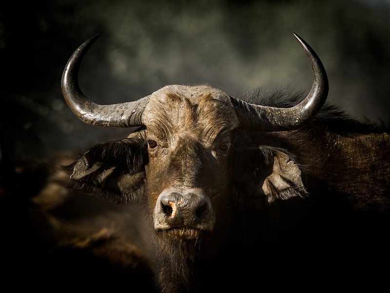 Afrikaanse buffel aan de muur van Omega Fotografie