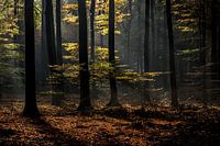 herfstsfeer