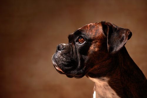 le boxer