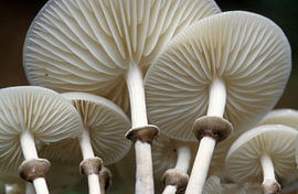 Porcelain sponges by Paul van Gaalen, natuurfotograaf