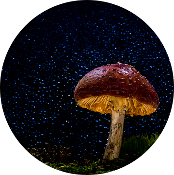 Rood met witte stippen paddenstoel, mushroom van Corrine Ponsen