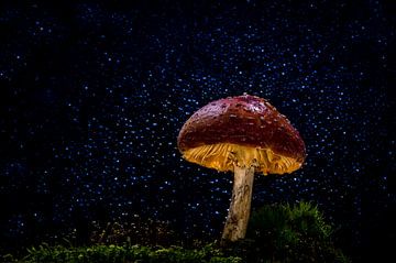 Red with white dots mushroom, mushroom 2 by Corrine Ponsen
