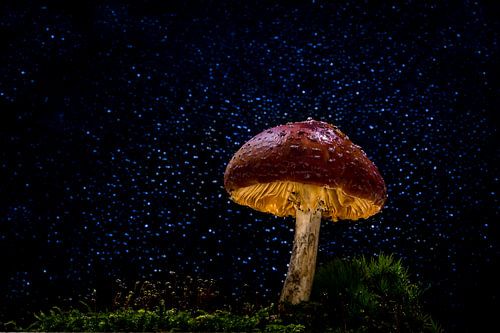 Rood met witte stippen paddenstoel, mushroom 2