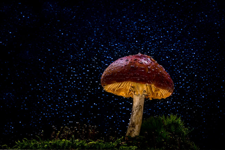 Red with white dots mushroom, mushroom 2 by <span class="secondary-font">Corrine Ponsen</span>