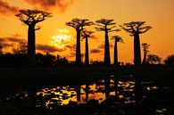 Silhouet Baobabs von Dennis van de Water Miniaturansicht