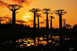 Silhouet Baobabs sur Dennis van de Water