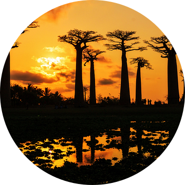 Silhouet Baobabs van Dennis van de Water