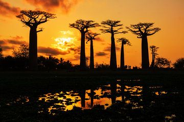 Silhouet Baobabs van Dennis van de Water