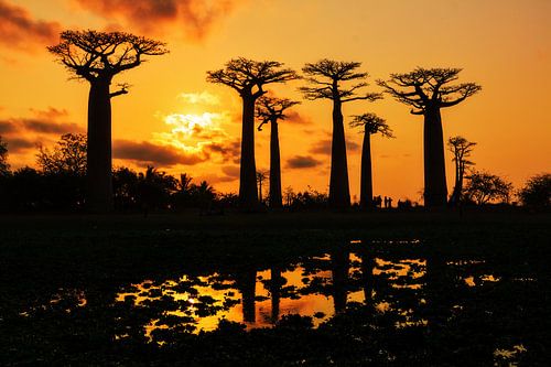 Silhouet Baobabs