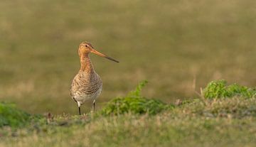 The black-tailed godwit our national bird by Thea de Ruijter