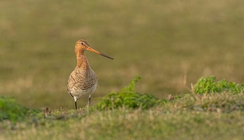 De grutto onze nationale vogel