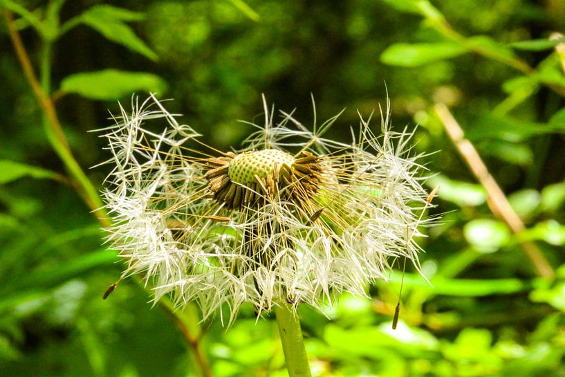 Between staying and going - dandelion in transition by Fototante