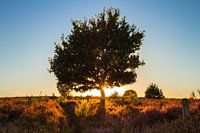 Zon achter de boom