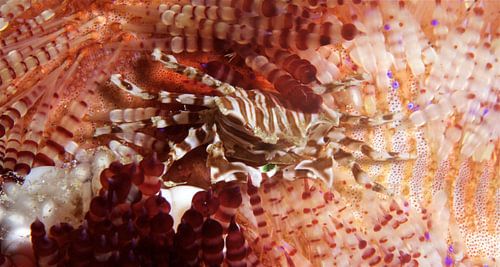 Zebra krab in een gekleurde zee-egel