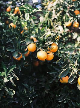 Sinaasappelen | Moody kleurrijke reisfotografie | Botanische groene muur met sinaasappelen van Raisa Zwart