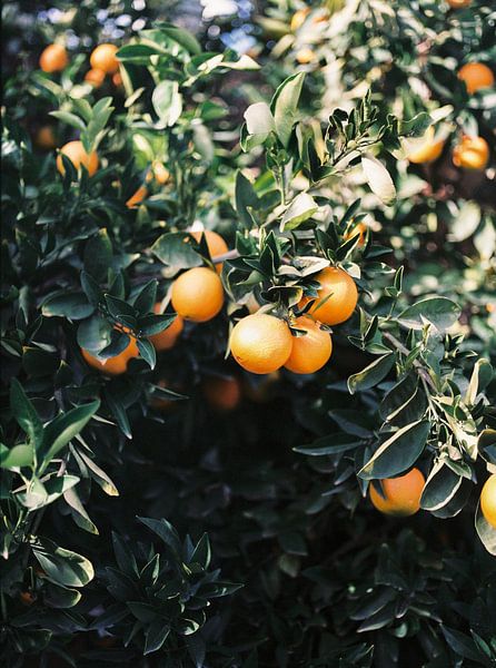 Oranges | Moody photo de voyage colorée | Mur botanique vert avec oranges par Raisa Zwart