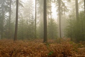 Dennenbos tijdens een mistige winterochtend van Sjoerd van der Wal Fotografie