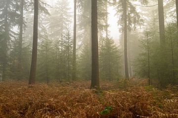 Forêt de pins par un matin d'hiver brumeux