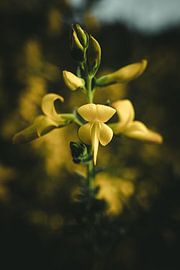 Creeping broom by Jan
