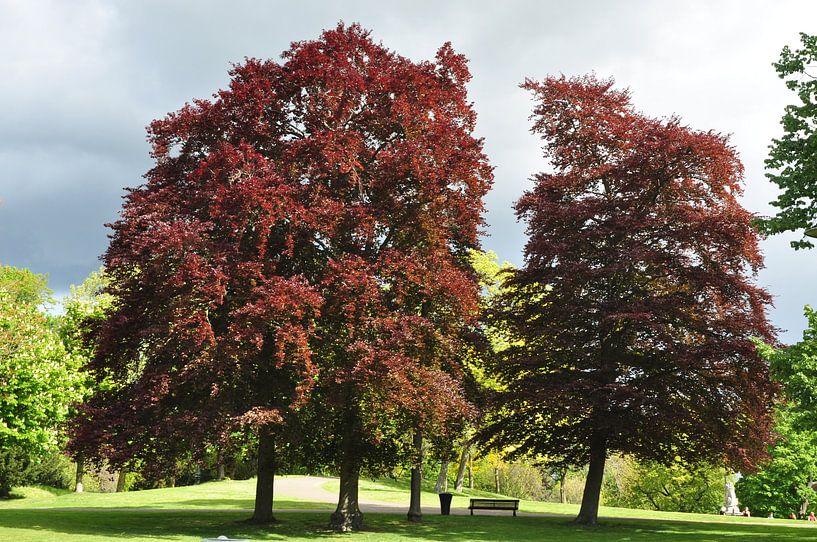 trees in spring by Heleen de Silva