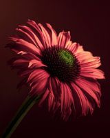 Eine Echinacea (Sonnenblume) mit ihrer Blüte im Licht