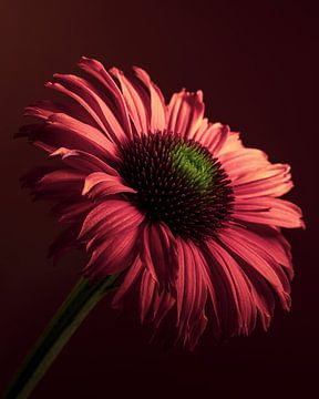 Eine Echinacea (Sonnenblume) mit ihrer Blüte im Licht von Marjolijn van den Berg