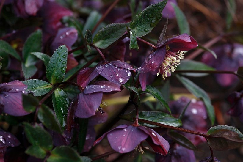 Nach dem Regen von Thomas Jäger