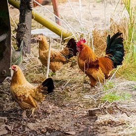 Op de boerderij van Andreas Wemmje