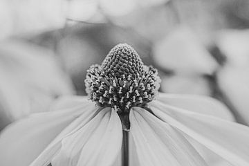 Gros plan d'une fleur en noir et blanc sur Crystal Clear