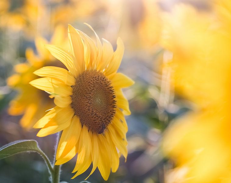 Sunflower by Li-Bro