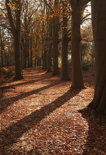 Beech salad in Beetsterzwaag