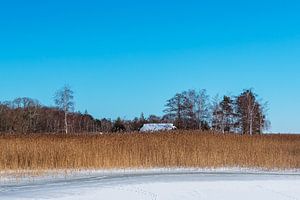 Schilf und Bäume am Bodden bei Wieck auf dem Fischland-Darß im